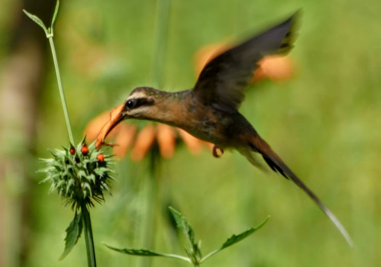 Zimtrot-Schattenkolibri - ML304339861