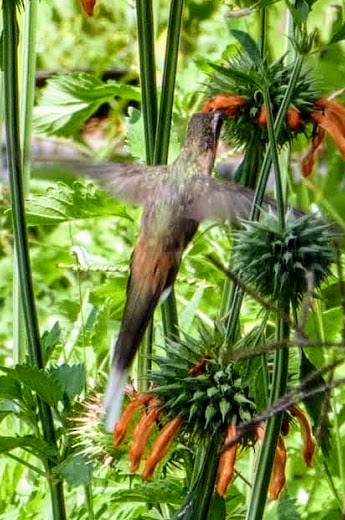 Planalto Hermit - ML304339881