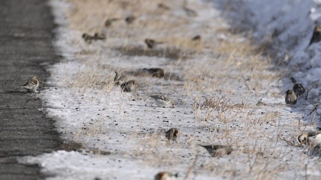 Redpoll (exilipes) - ML304340241