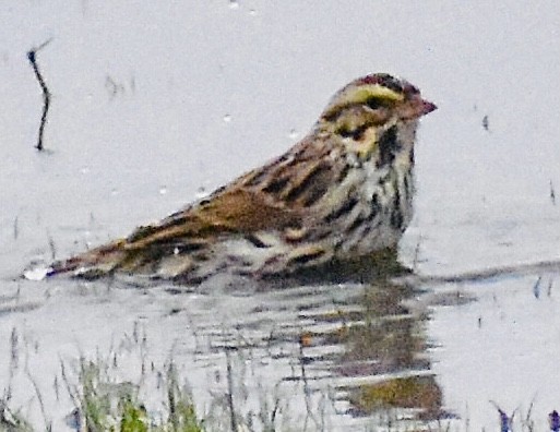 Savannah Sparrow - ML304340651