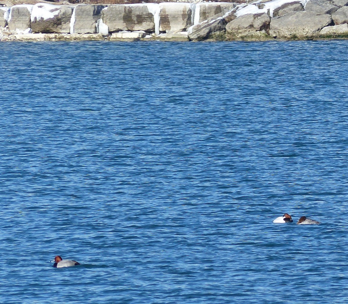 Canvasback - Marc Lichtenberg