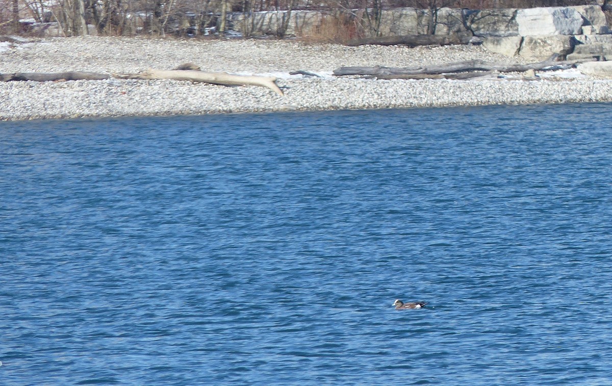 American Wigeon - Marc Lichtenberg