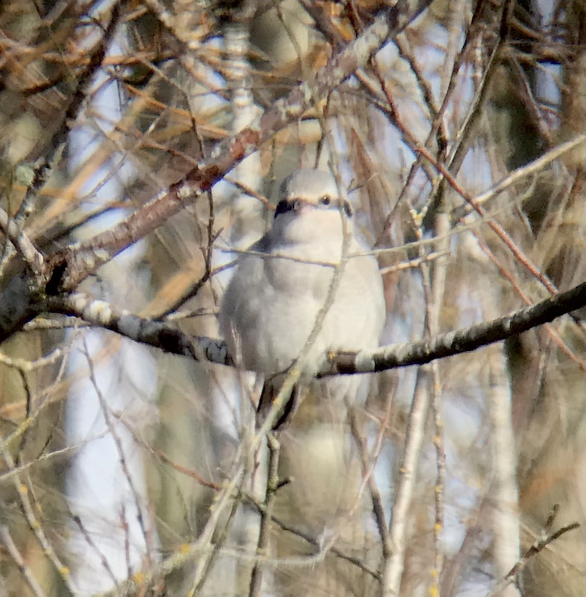 Northern Shrike - ML304342391