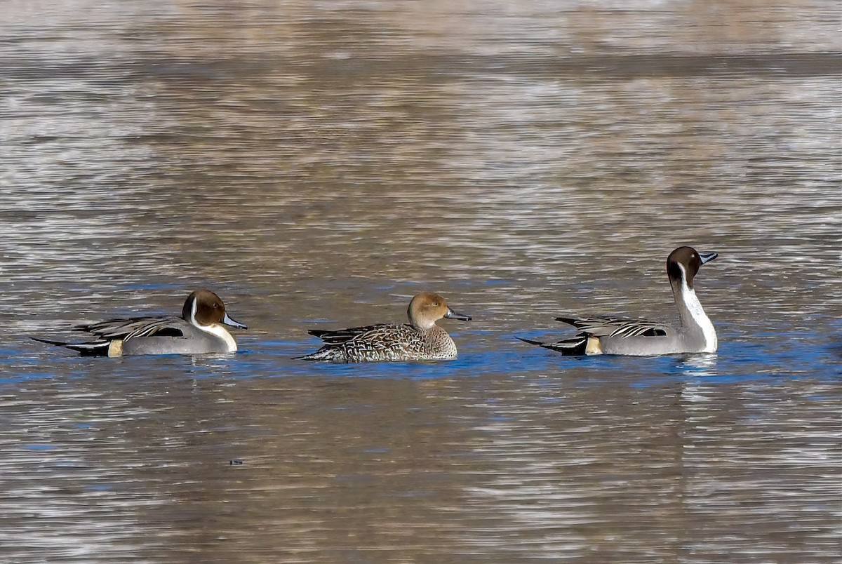 Northern Pintail - ML304342401