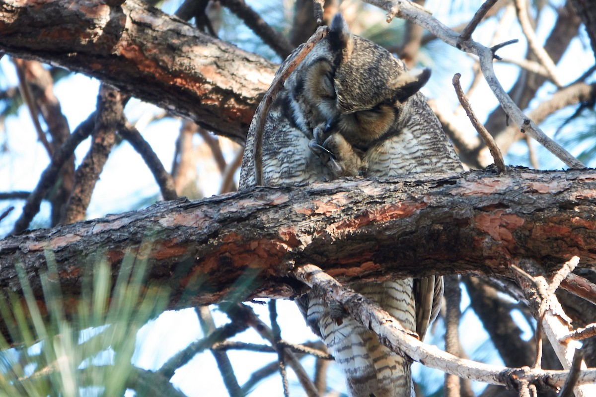 Great Horned Owl - Evan Thomas