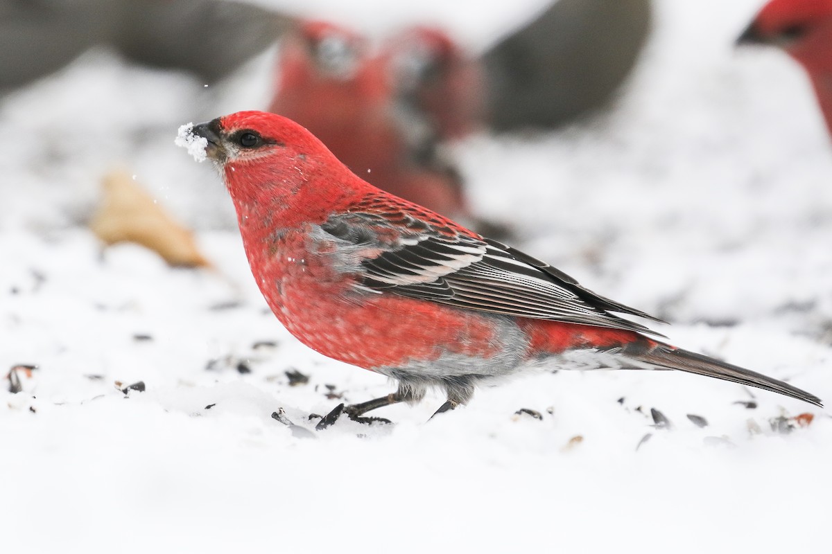 Pine Grosbeak - Ethan Denton