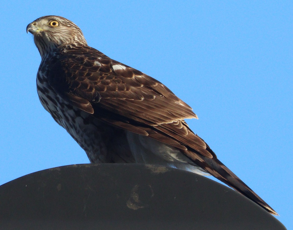 Cooper's Hawk - ML304346101