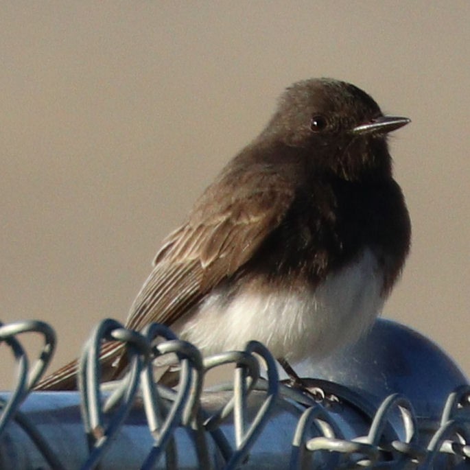 Black Phoebe - David Kettering