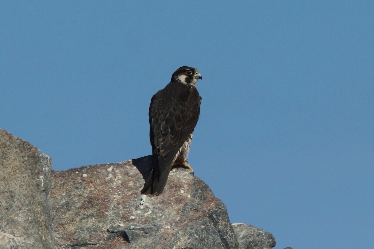 Peregrine Falcon - ML304347411