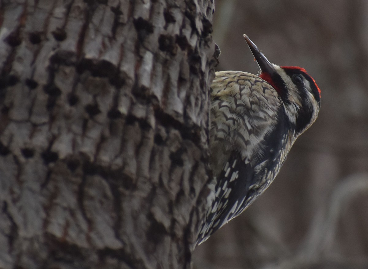 Yellow-bellied Sapsucker - ML304348351