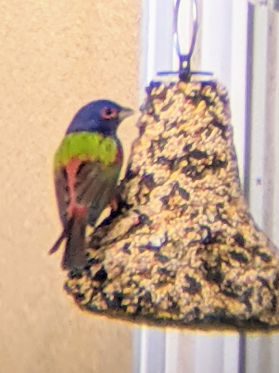 Painted Bunting - ML304348531
