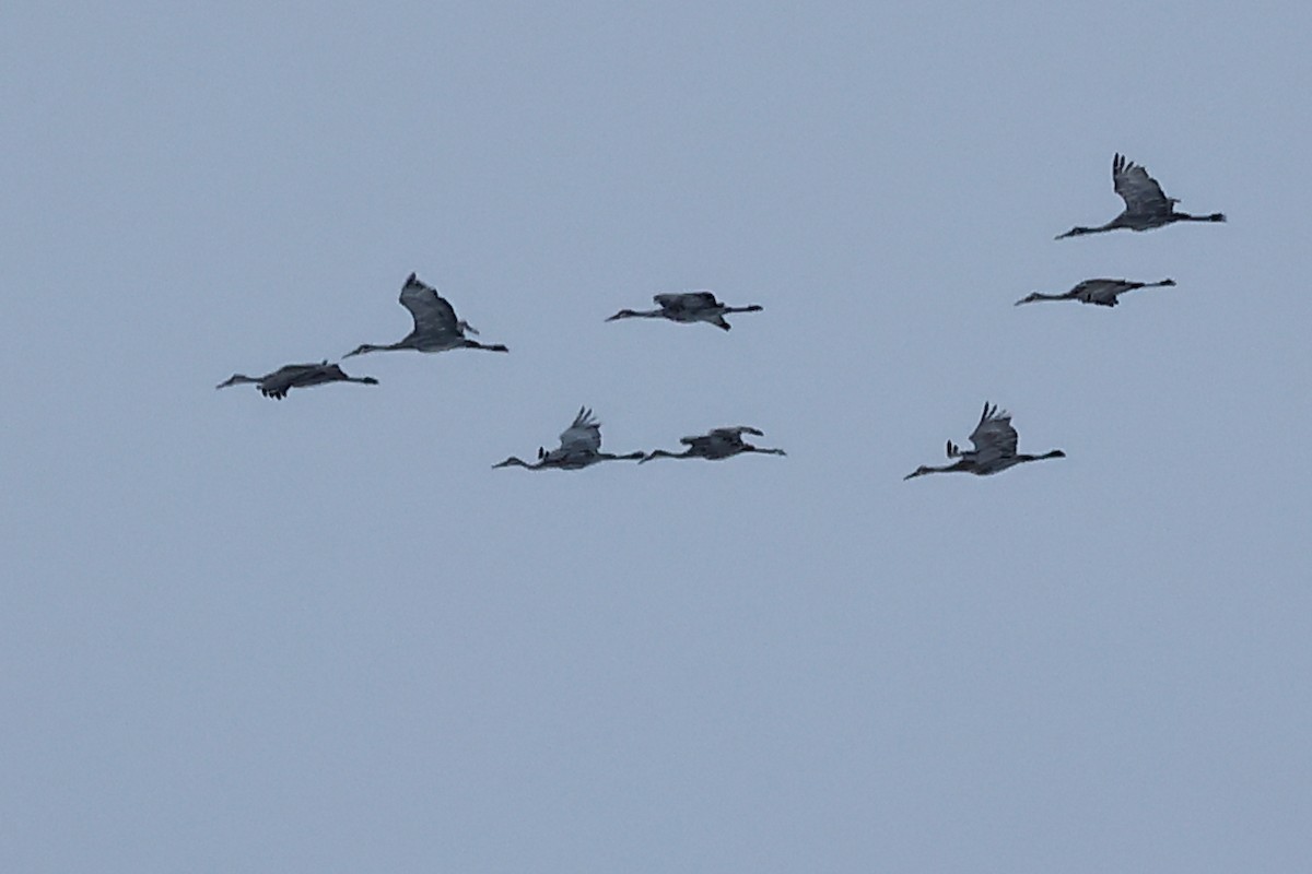 Grue du Canada - ML304348541