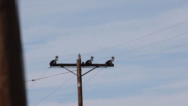 Prairie Falcon - ML304348591