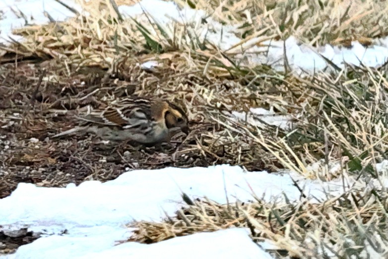 Plectrophane lapon - ML304348751