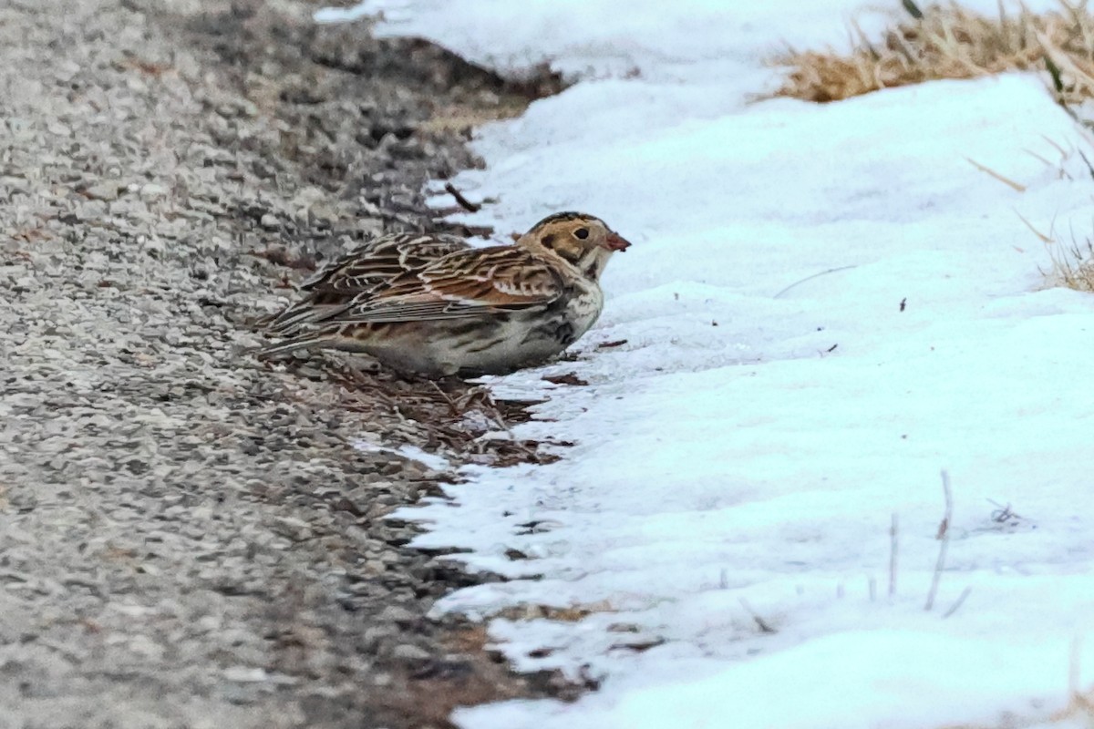 Plectrophane lapon - ML304348781