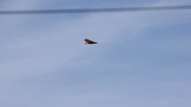 Red-tailed Hawk (calurus/alascensis) - ML304349011