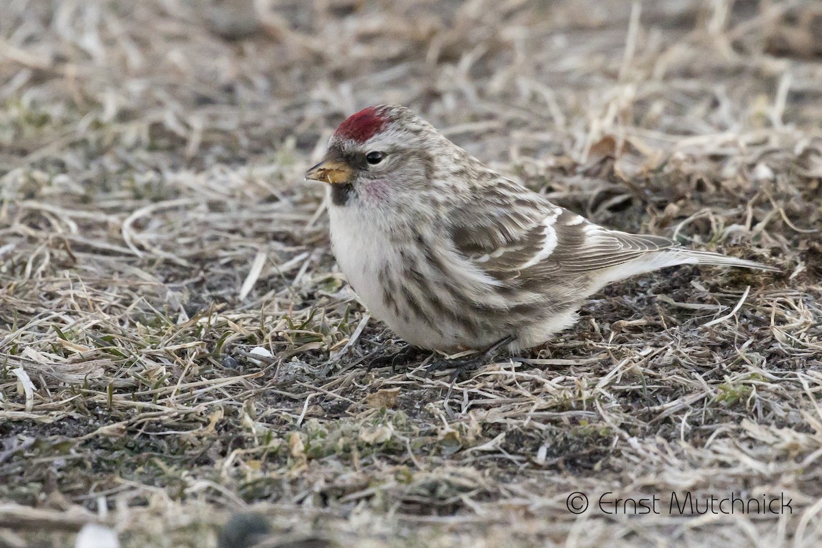 Common Redpoll - ML304350311