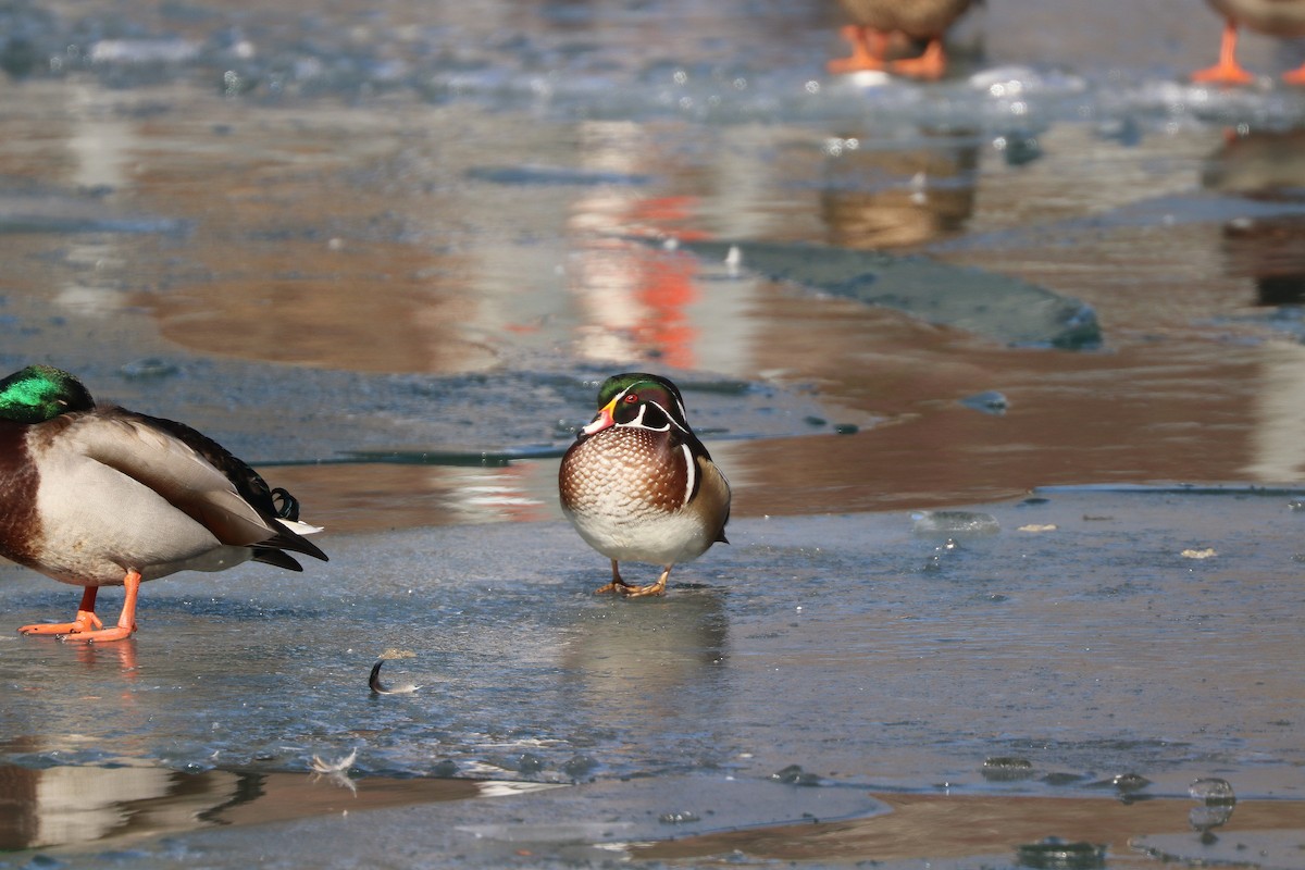 Wood Duck - ML304350351