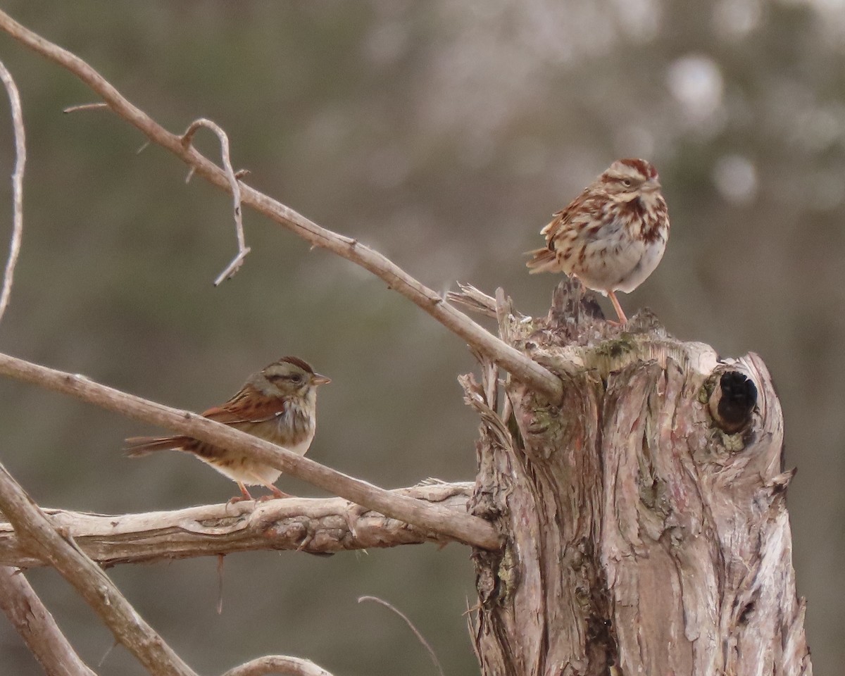 Swamp Sparrow - stephen johnson  🦜