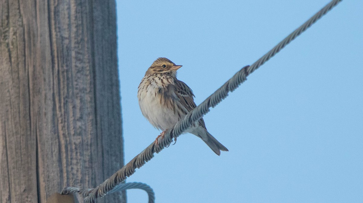 Savannah Sparrow - Joel Strong
