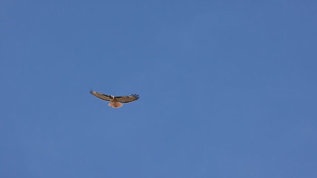 Red-tailed Hawk (calurus/alascensis) - ML304353111