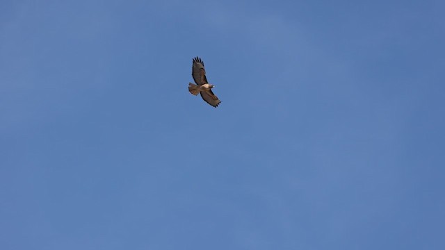 Red-tailed Hawk (calurus/alascensis) - ML304353651