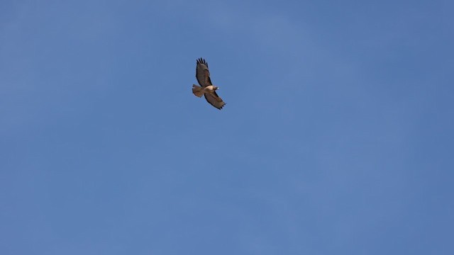 káně rudochvostá (ssp. calurus/alascensis) - ML304353651