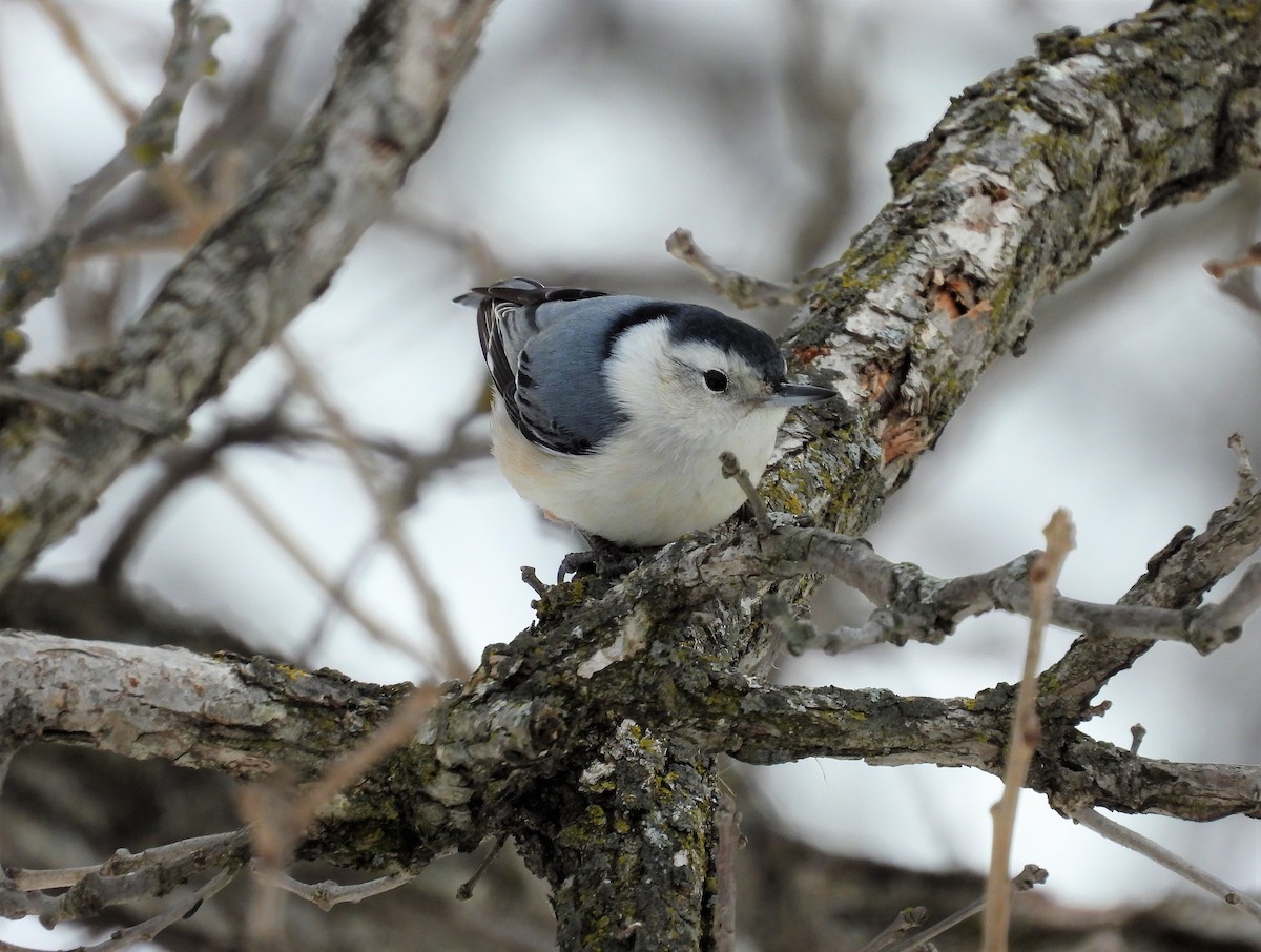 White-breasted Nuthatch - Michael W. Sack