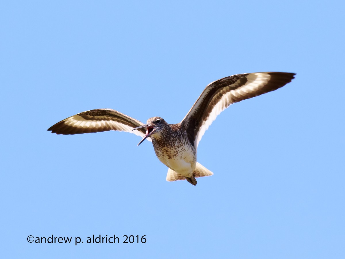 Willet (Eastern) - andrew aldrich