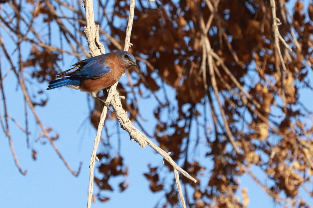 Eastern Bluebird - ML304358051