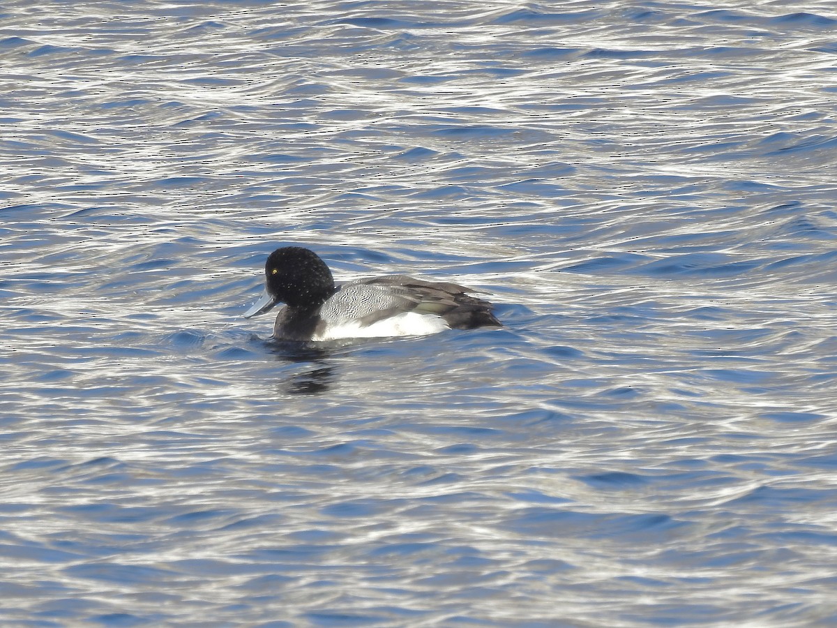 Greater Scaup - Benoît Turgeon