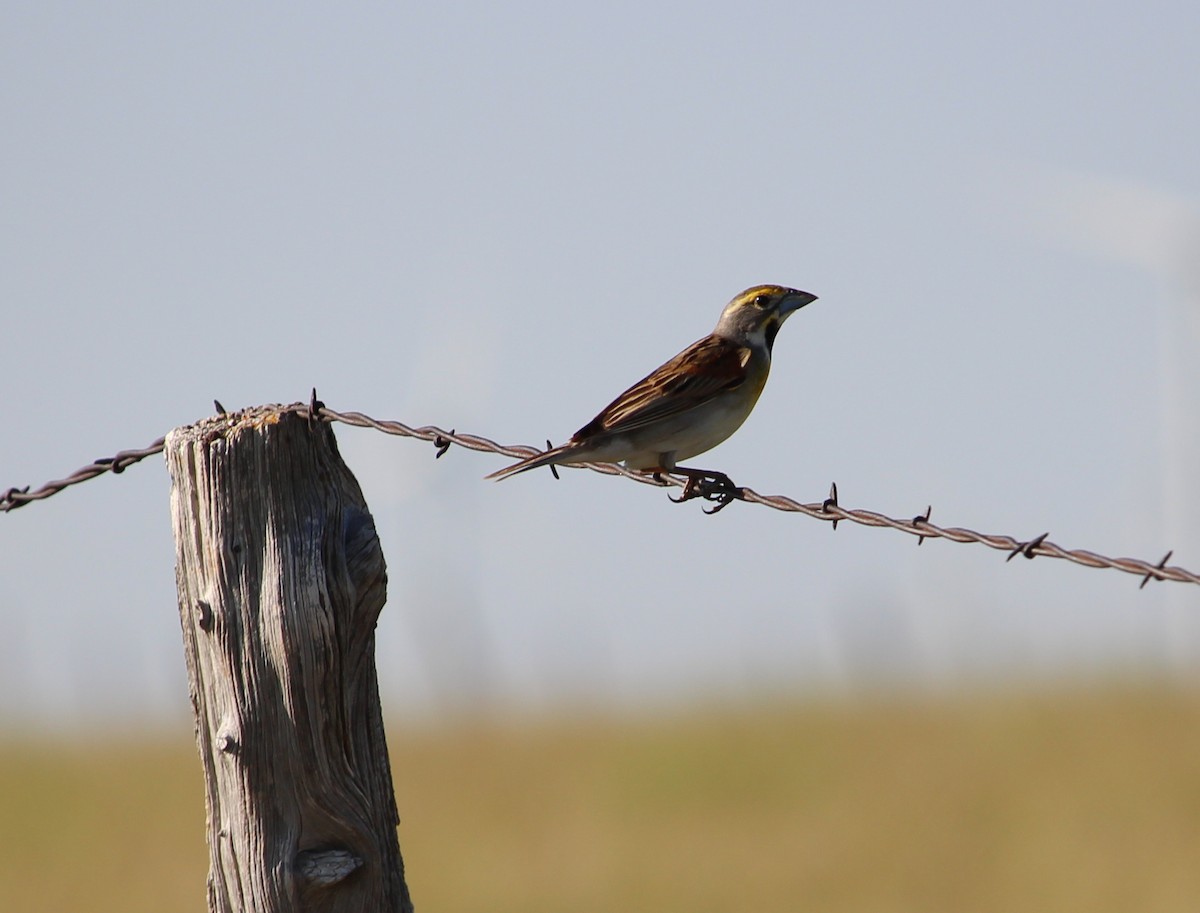 Dickcissel - Jessie  Brantwein