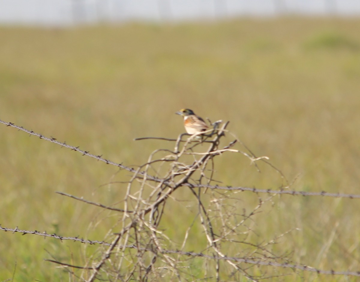 Dickcissel - ML30436121