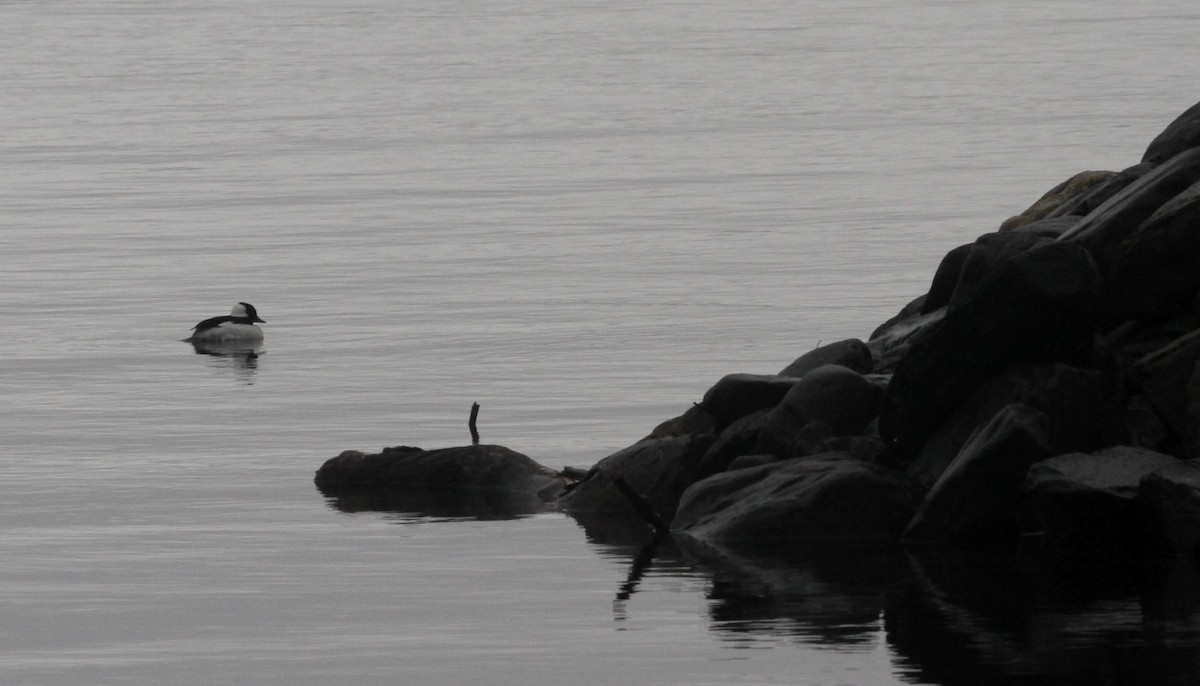 Bufflehead - ML30436201