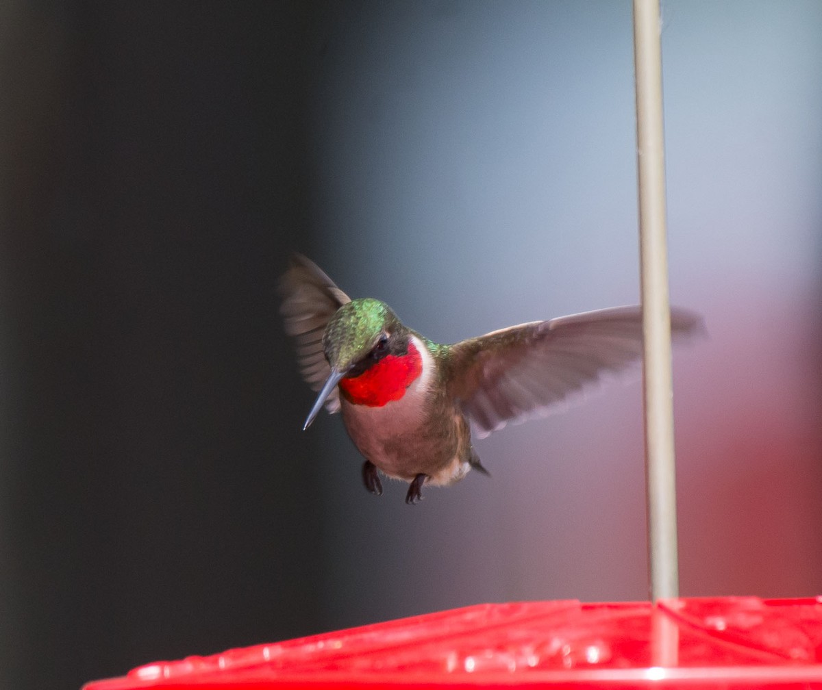 Colibri à gorge rubis - ML30436441