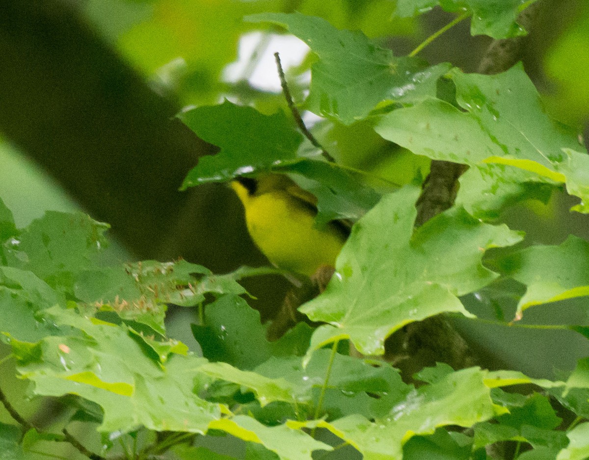 Kentucky Warbler - ML30436501