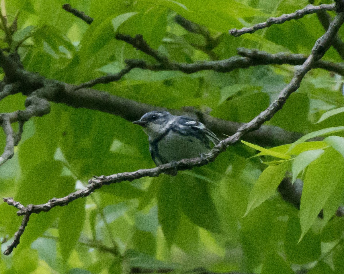 Blauwaldsänger - ML30436531