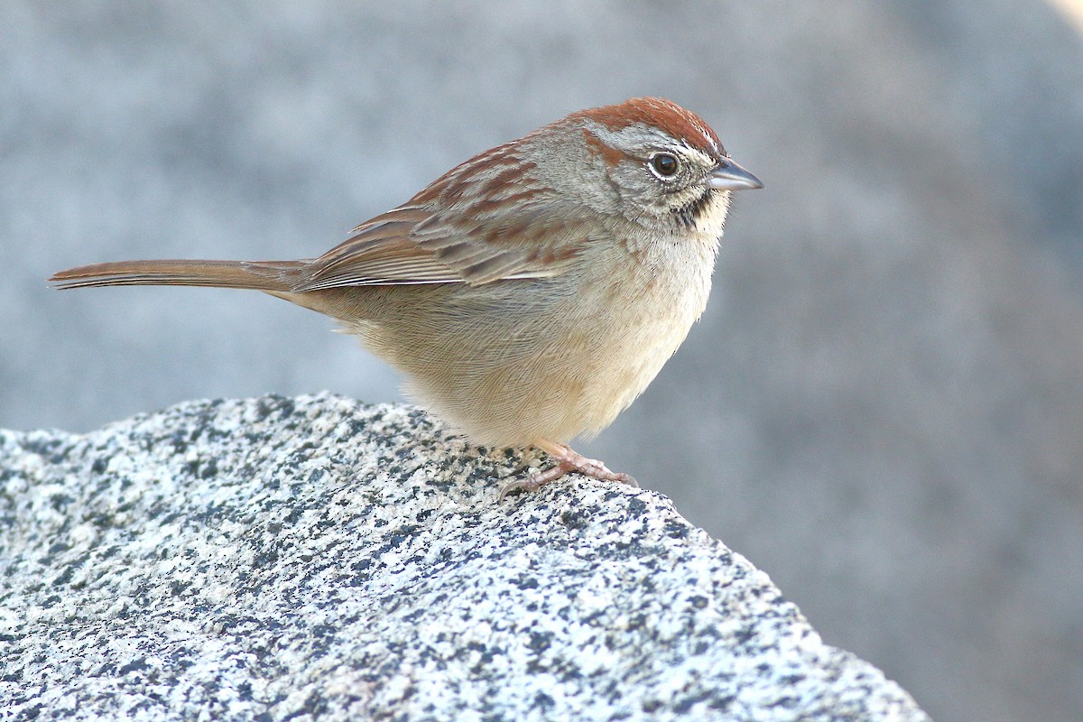 Rufous-crowned Sparrow - Andrew Johnson