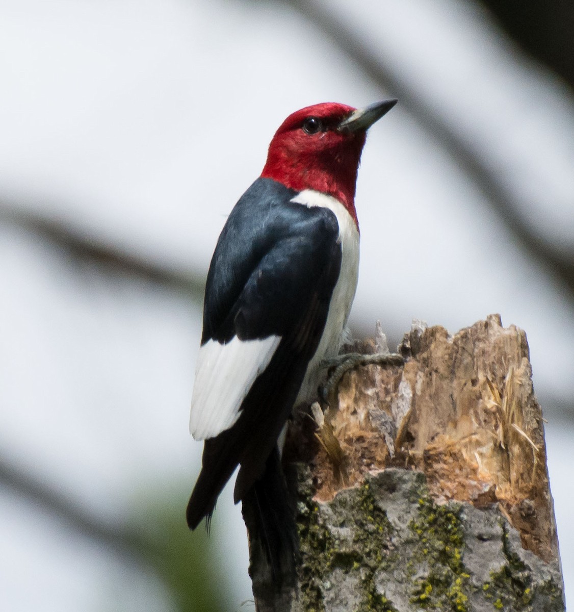 Red-headed Woodpecker - ML30436691