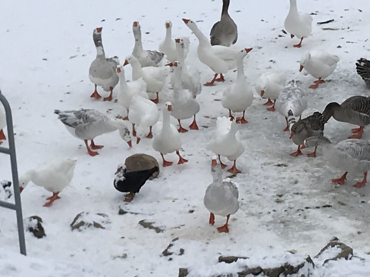 Domestic goose sp. (Domestic type) - ML304368191