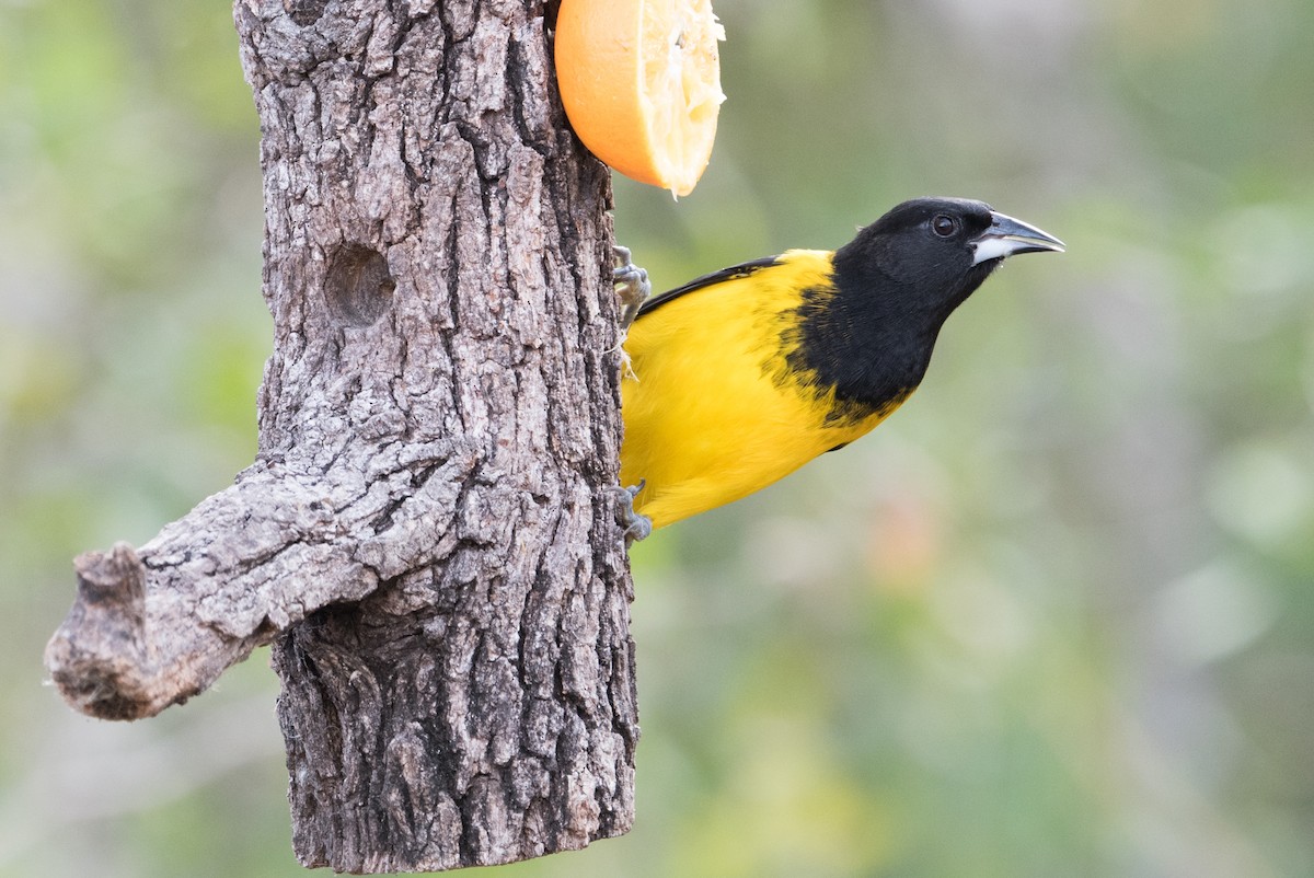 Audubon's Oriole - ML304370801