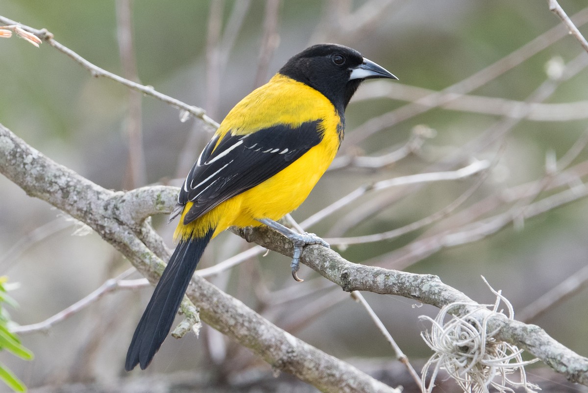 Audubon's Oriole - ML304370811