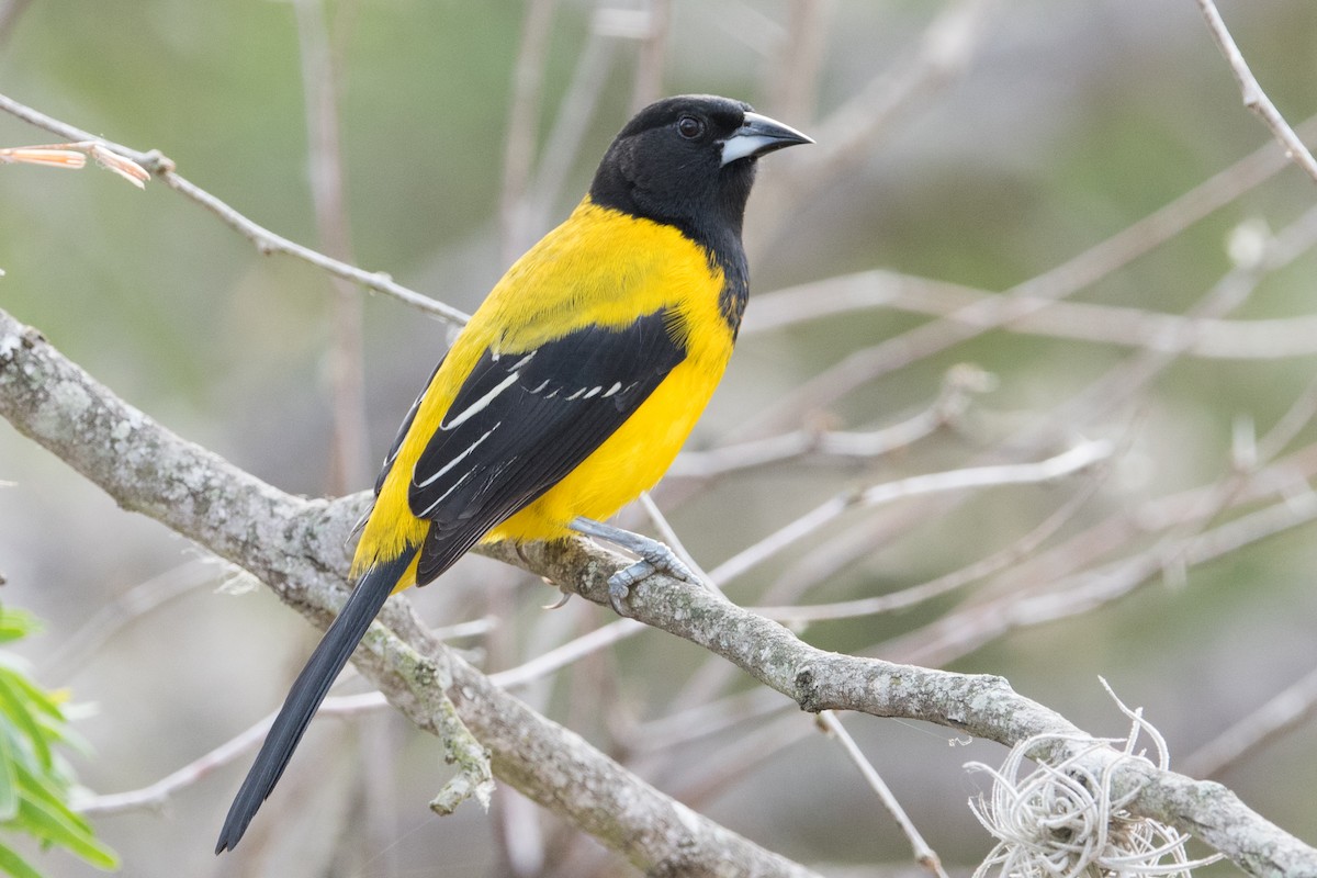 Audubon's Oriole - ML304370821