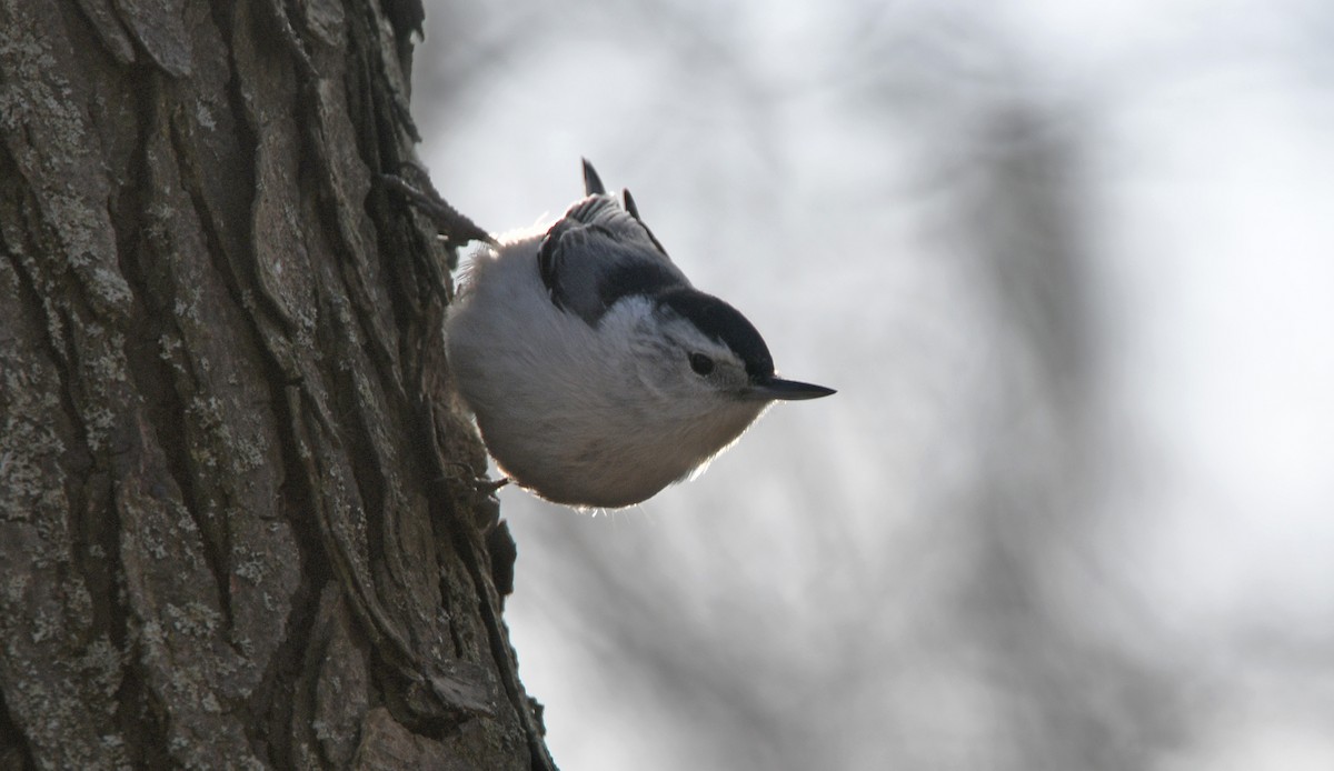 White-breasted Nuthatch - ML304371111