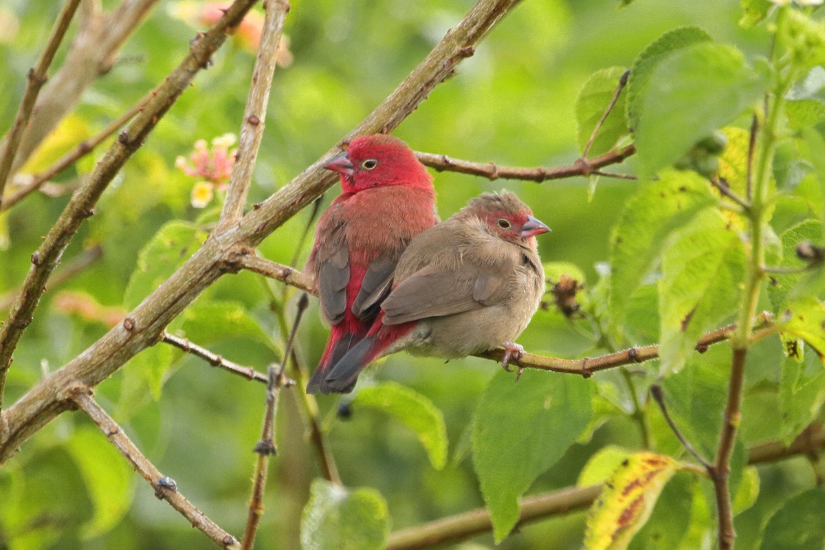 Red-billed Firefinch - Phil Stouffer