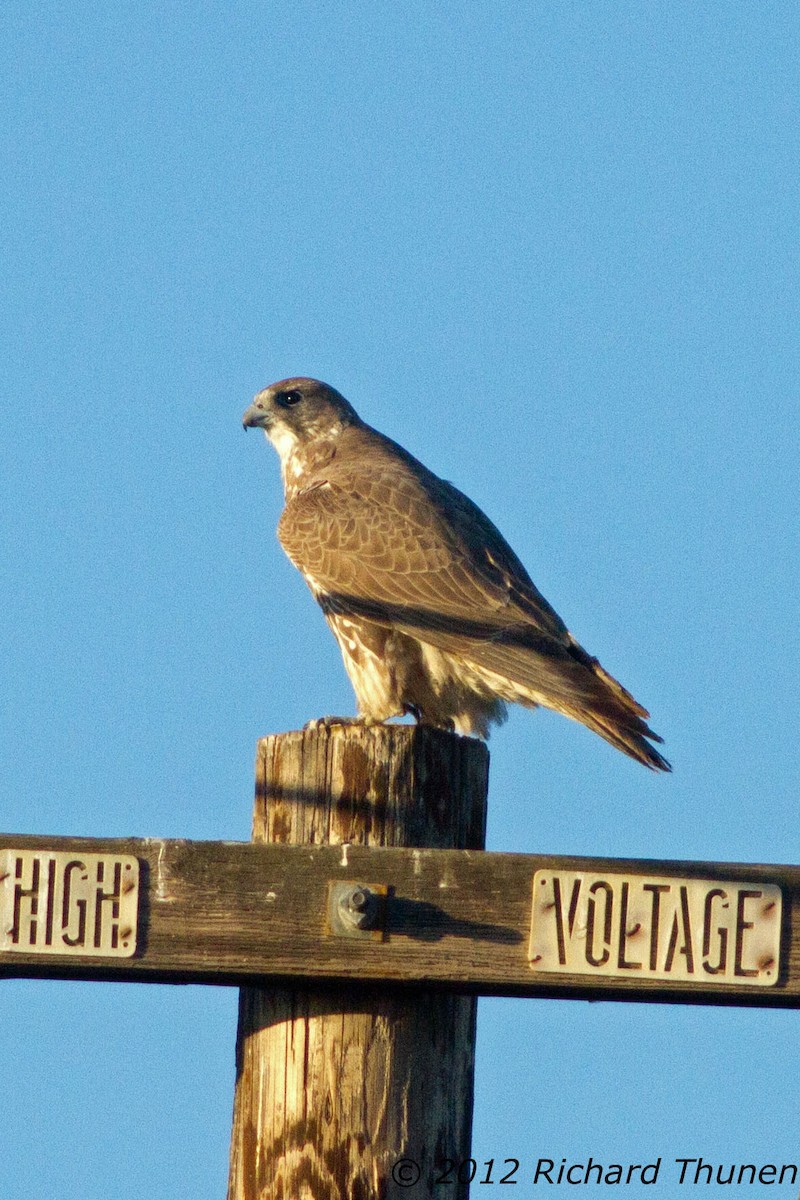 Gyrfalcon - ML304372501