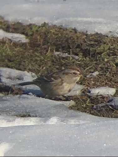 American Tree Sparrow - ML304373151