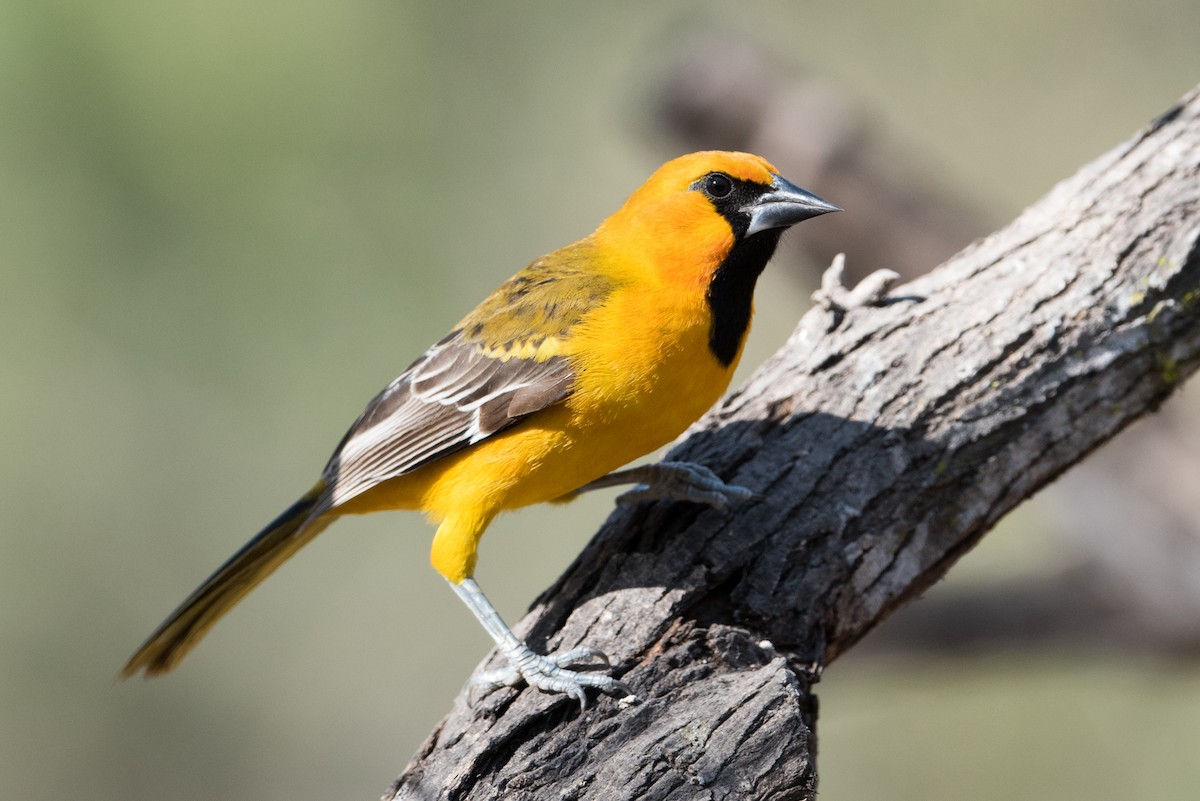 Altamira Oriole - John C. Mittermeier