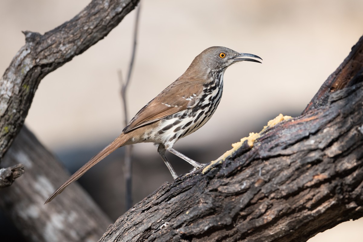 Long-billed Thrasher - ML304373411