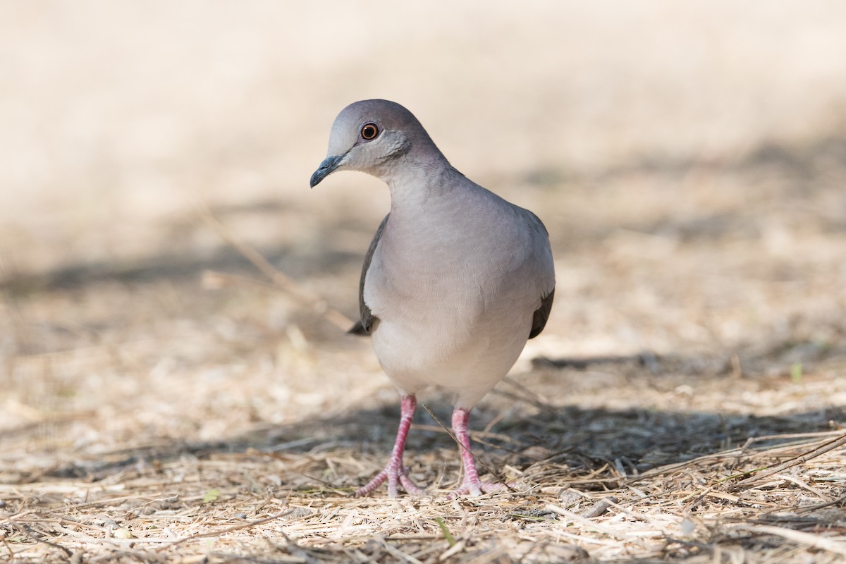 White-tipped Dove - John C. Mittermeier